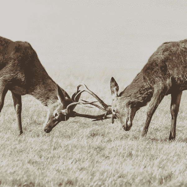 Deer battle